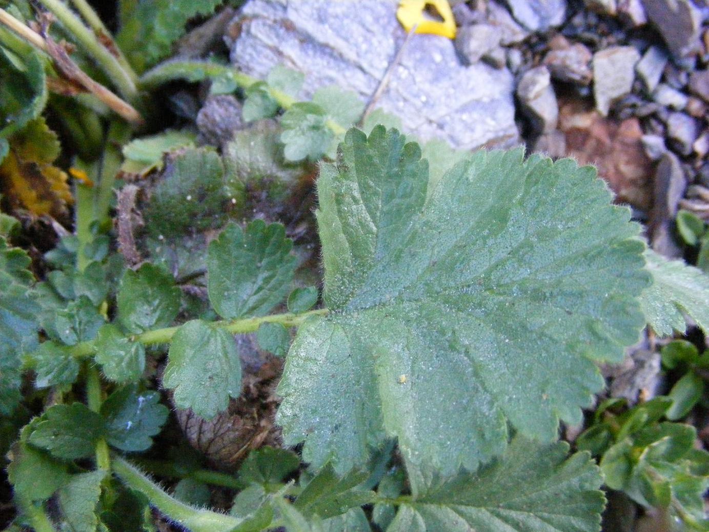 Sentieri ferrati, sentieri fioriti: i fiori dell''Albiolo